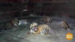 Зообэби-бум! Доброе утро. Фрагмент выпуска от 10.07.2018