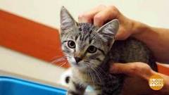 Приучаем котенка к лотку. Доброе утро. Фрагмент выпуска от 16.08.2018