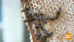 Пчелы-путешественницы. Доброе утро. Фрагмент выпуска от 20.08.2018