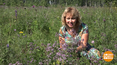 «Аптечка» на поляне. Доброе утро. Фрагмент выпуска от 21.08.2018