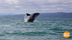 В мире. Визит кита. Доброе утро. Фрагмент выпуска от 03.09.2018