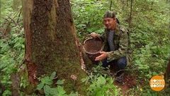 Грибы: собираем, солим, сушим. Доброе утро. Фрагмент выпуска от 07.09.2018