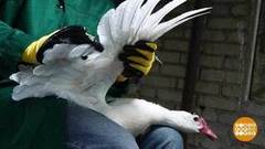 Чтобы утки не улетели. Доброе утро. Фрагмент выпуска от 13.09.2018