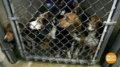 В мире. Незаконные псы-бигли. Доброе утро. Фрагмент выпуска от 23.10.2018