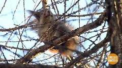 Какой будет зима? Белочки знают! Доброе утро. Фрагмент выпуска от 22.11.2018