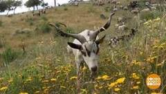 В мире. Козы вместо газонокосилок. Доброе утро. Фрагмент выпуска от 27.11.2018