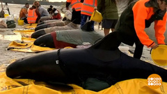 В мире. Спасли китов. Доброе утро. Фрагмент выпуска от 14.12.2018