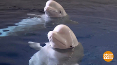 В мире. Перелет белух в Исландию. Доброе утро. Фрагмент выпуска от 18.03.2019