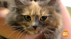 Когтеточка для кошки. Доброе утро. Фрагмент выпуска от 21.03.2019