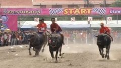 В мире. Забеги буйволов. Доброе утро. Фрагмент выпуска от 10.11.2015