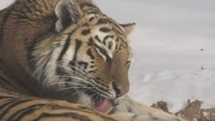 Как спасают оленей и тигров. Доброе утро. Фрагмент выпуска от 30.11.2015