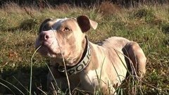 В мире. Полицейский пес-нюхач. Доброе утро. Фрагмент выпуска от 04.12.2015