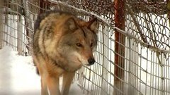 Волки атакуют!