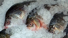 «Среда обитания. Ядерная рыба». Документальный фильм