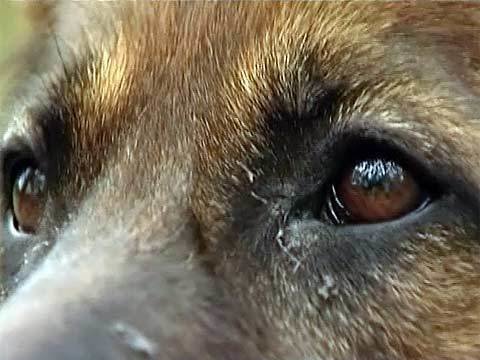 Глаза бездомной собаки. Глаза бездомной собаки. Бездомные собаки. Глаза брошенной собаки. Бездомный пес.