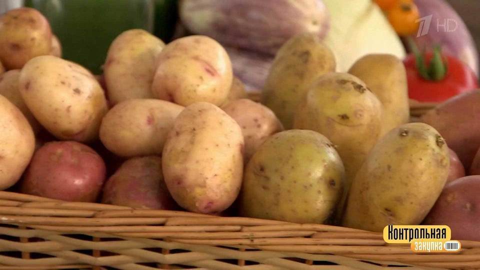 Откуда картошка в россии. Картошка привезена в Россию. Происхождение картошки.