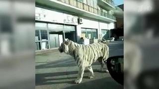 Собственную рекламную акцию провел бенгальский тигр на улицах сицилийского Палермо. Хиты интернета