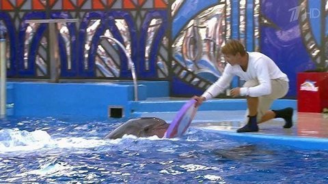 Алексей Ягудин. Выступление. Вместе с дельфинами. Фрагмент выпуска от 03.10.2015