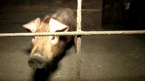 Дело о большом свинстве. ЖКХ. Выпуск от 21.09.2012