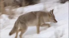 Волки атакуют. Доброе утро. Фрагмент выпуска от 22.03.2016