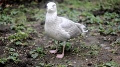 Самые, самые, самые… чайки! Доброе утро. Фрагмент выпуска от 28.03.2016