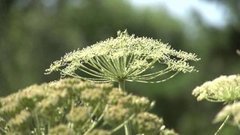 Борщевик жжет! Доброе утро. Фрагмент выпуска от 16.06.2016