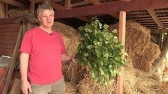 Время вязать веники. Доброе утро. Фрагмент выпуска от 20.06.2016