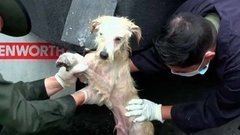 В мире. Спасли собак и кошек. Доброе утро. Фрагмент выпуска от 23.06.2016