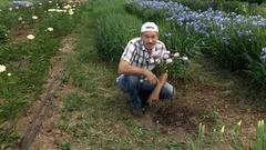 Муравьи в саду. Доброе утро. Фрагмент выпуска от 21.07.2016