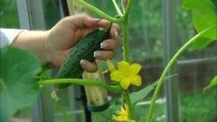 Огурцы — наше все! Доброе утро. Фрагмент выпуска от 22.07.2016