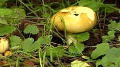 Идем по грибы. Доброе утро. Фрагмент выпуска от 29.07.2016