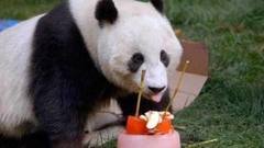 В мире. День рождения панды. Доброе утро. Фрагмент выпуска от 02.09.2016