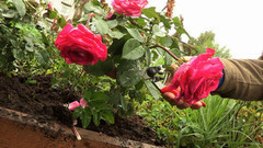 Как укрыть розы на зиму. Доброе утро. Фрагмент выпуска от 14.10.2016