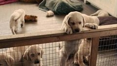 Питомцы знаменитостей. Доброе утро. Фрагмент выпуска от 23.07.2015