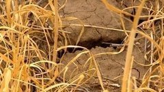 Засуха-2015. Доброе утро. Фрагмент выпуска от 13.07.2015