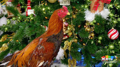 Жить здорово! Выпуск от 30.12.2016