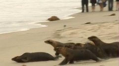 В мире. США: спасли морских львов. Доброе утро. Фрагмент выпуска от 07.07.2015