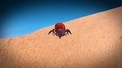 Берегись клеща! Доброе утро. Фрагмент выпуска от 03.07.2015