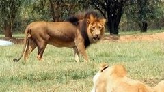 В мире. ЮАР: трагедия в Львином парке. Доброе утро. Фрагмент выпуска от 02.07.2015