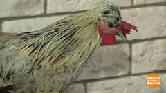 Никуда без петуха. Доброе утро. Фрагмент выпуска от 27.01.2017