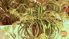 Как размножить хлорофитум. Доброе утро. Фрагмент выпуска от 28.02.2017