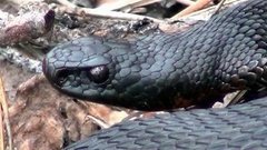 Змеи наступают! Доброе утро. Фрагмент выпуска от 10.06.2015