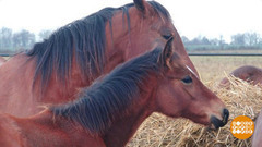 Русские рысаки. Доброе утро. Фрагмент выпуска от 13.03.2017
