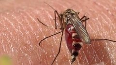 Про комаров и мошек. Доброе утро. Фрагмент выпуска от 03.06.2015