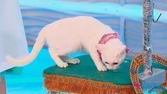 Кошки и собаки. Заводить или нет? Здоровье. Фрагмент выпуска от 02.04.2017