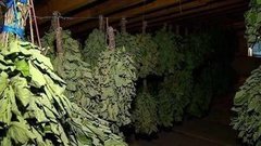 Эх, венички… Доброе утро. Фрагмент выпуска от 29.05.2015