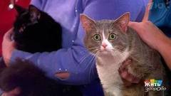 Как развеселить кота. Жить здорово! Фрагмент выпуска от 18.04.2017