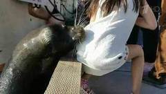 В Канаде морской лев утащил ребенка под воду. Хиты интернета