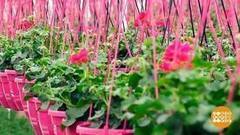 Спасаем рассаду. Доброе утро. Фрагмент выпуска от 22.05.2017