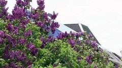 «Сирень Победы» в Новороссийске. Доброе утро. Фрагмент выпуска от 30.04.2015